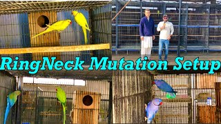 Green RingNeck Mutation Setup.Raw Parrot.yellow RingNeck.RingNeck Chiks.raw parrot Chiks