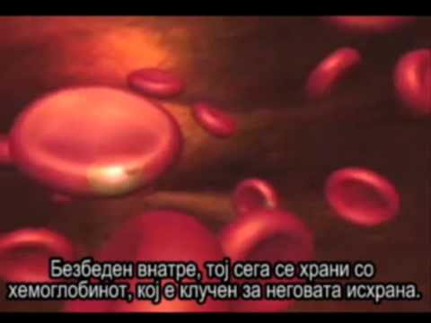 Video: Mitohondrijska Presnova Spolnih In Aseksualnih Krvnih Faz Parazita Malarije Plasmodium Falciparum
