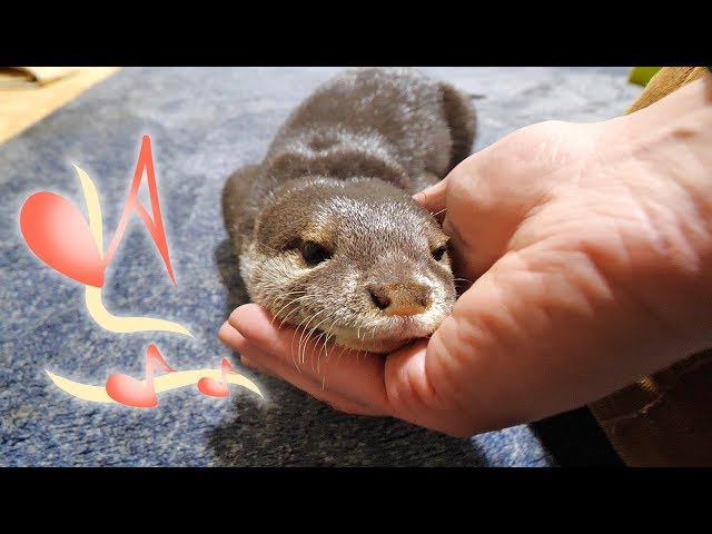 【カワウソの鳴き声】ビンゴかまってタイム突入！Enjoy Otter Bingo Squeaky sound