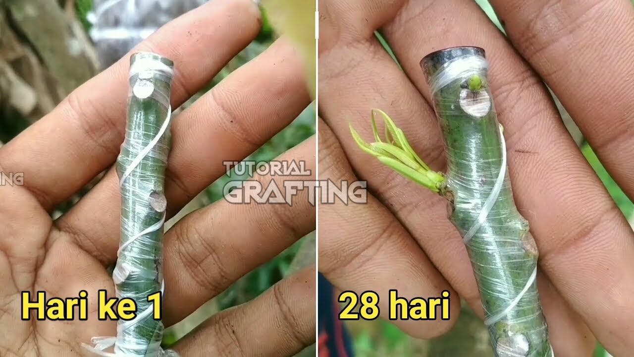 Sambung Pucuk Mangga di Pohon Mangga || Z Grafting || Tutorial-Proses-Hasil