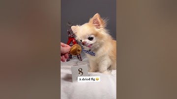 Chihuahua Cedric Opens Advent Calendar | Day 8 #shorts