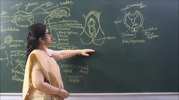 Bio-XII-3-05 Female reproductive system-2,  Pradeep Kshetrapal channel