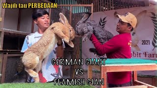 CARA MEMBEDAKAN KELINCI FLAMISH GIANT (FG) dan GERMAN GIANT (GG)‼️ Versi : Kliwon Rabbit Farm