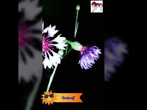 عدت الأيام عليا عمرو دياب