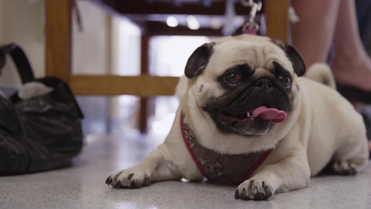 Demandforce for Veterinarians and Animal Hospitals - YouTube