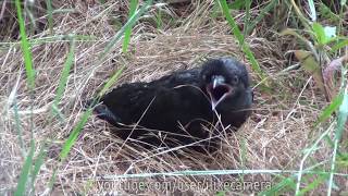 Black Crow On Grass