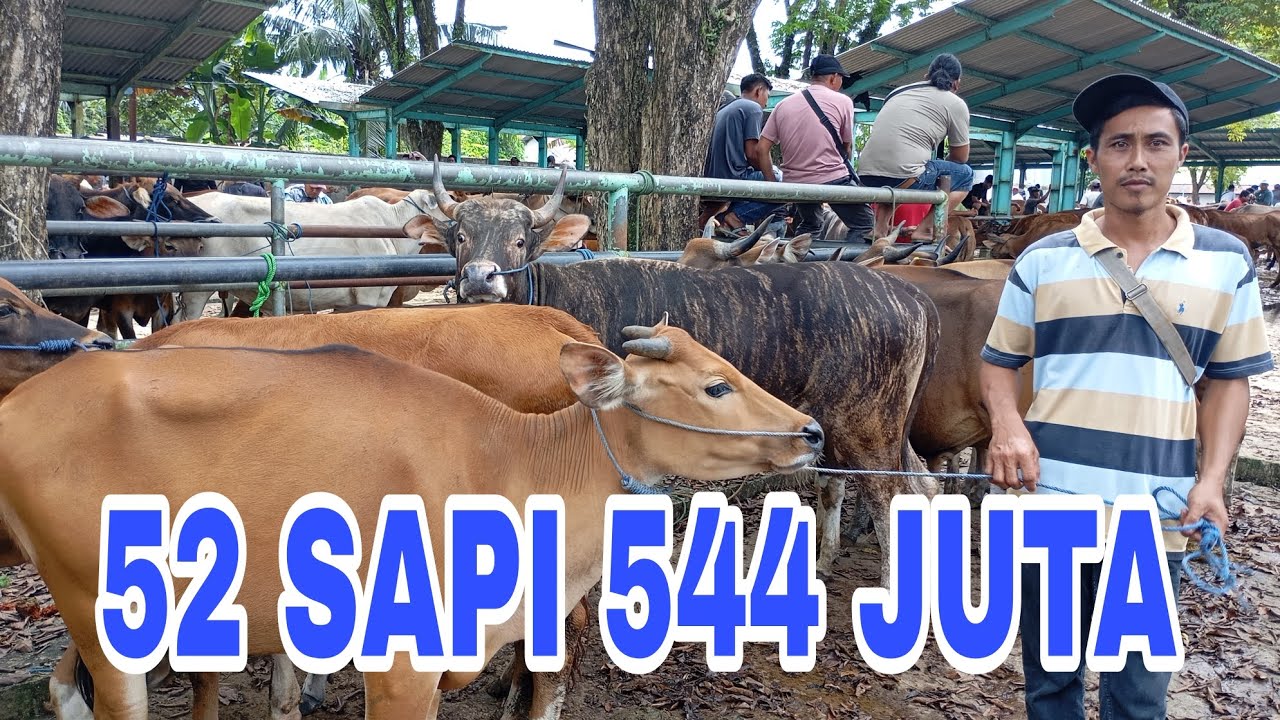 Sapi Price SAPI TOTAL SEMUA KECIL DAN BESAR 52 HARGA 544 JUTA DI PASAR HEWAN ...