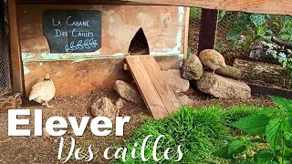 Élever des cailles du Japon. Idéal pour les petits jardins / grands balcons !