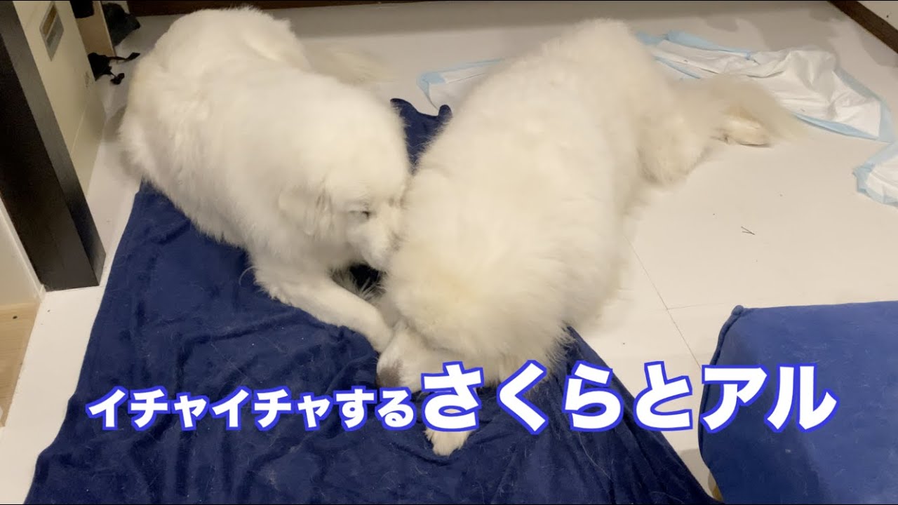 仲良しグレートピレニーズ　さくらとアル　