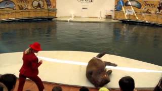 Dolphinarium Troy, 2008, walrus Silva