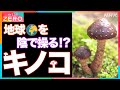 [サイエンスZERO] キノコが地球を支配する！？| 天気をも操る！キノコの驚きの正体が明らかに | 魅惑のキノコワールドへご招待！| NHK