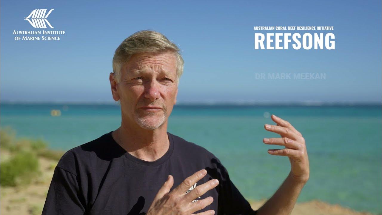 Attracting young fish to patch reefs for Reef Song - Australian Coral Reef Resilience Initiative Attracting young fish to patch reefs for Reef Song - Australian Coral Reef Resilience Initiative