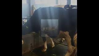 Asmidar Darwis - JANGAN BANGGAKAN DIRI