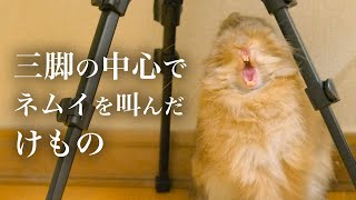 三脚の中心で眠いを叫ぶうさぎNo.207