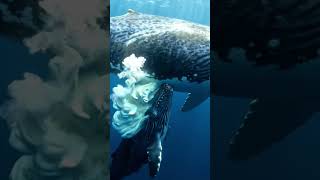 The Secret Life of Whales: How Mothers Feed Their Babies #whale #trending  #whalefeeding #facts