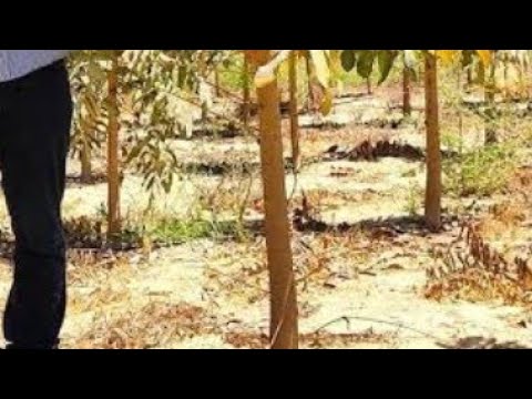 دراسة جدوى زراعة الماهوجني الافريقي - YouTube