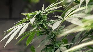 Federal Court Ends Ban on Patients Growing Cannabis