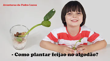 O que acontece no primeiro dia da germinação do feijão?
