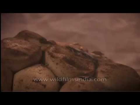 Clutch of Python eggs - Assam, India
