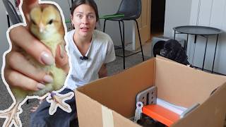 The First 24 Hours With My Baby Chicks...