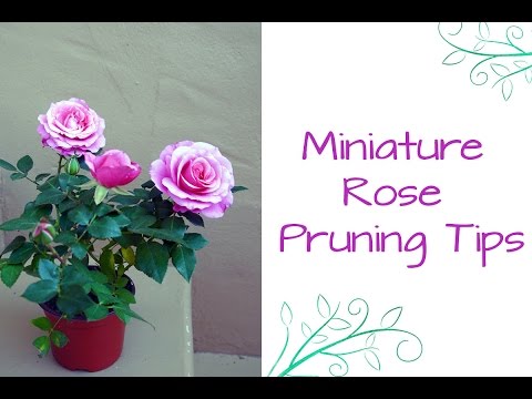 See How Easy It Is To Prune Miniature Roses