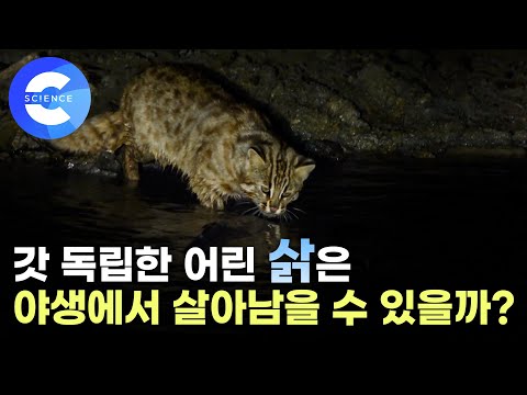 뱀과 물고기를 잡고, 너구리와 마주치며 살아가는 어린 삵의 성장기