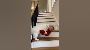 OMG! Maine Coon Cat Saves Baby from Falling Down the Stairs 😱🐱❤️