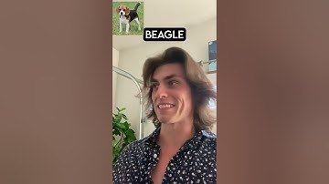 Dog Breeds Vs Robbers Part 3 (with pictures)