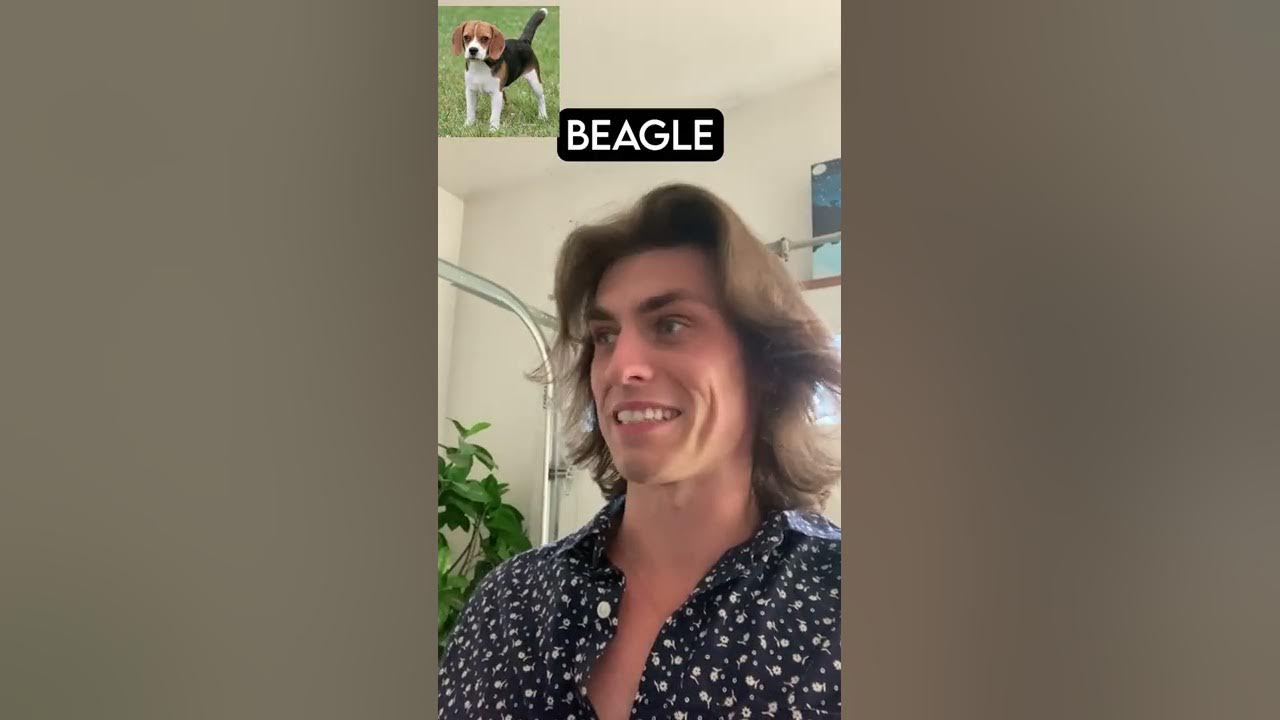 Dog Breeds Vs Robbers Part 3 (with pictures) YouTube