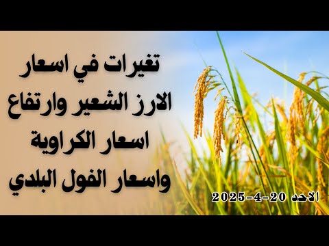 اسعار الارز الشعير اليوم وارتفاع اسعار الكراوية واسعار الفول البلدي