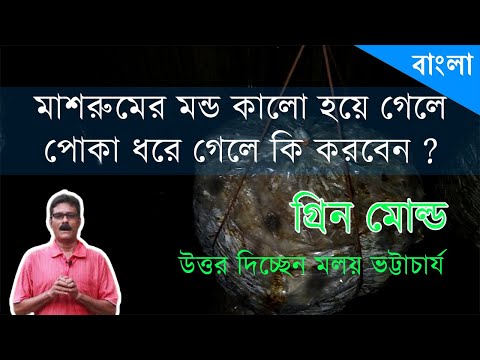 ভিডিও: মাশরুমের সাথে ফুটমাকি রোলস