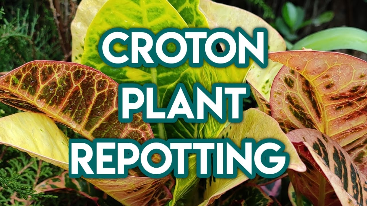 How to repot a croton plant Repotting a croton bought from a nursery