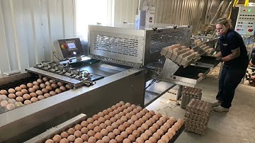 DAMTECH Egg-grader with Hatchery packer, packing hatching eggs in Pasreform 150 setter tray.