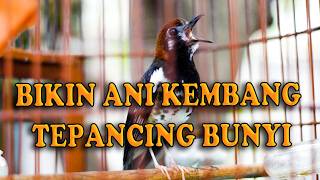ANIS KEMBANG  untuk PANCINGAN ANIS KEMBANG lekas GACOR  #aniskembang