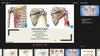 Shoulder Anatomy Review Part 1