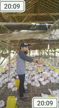 Konser Halu TikTok lucu