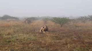 Male lion roaring in the mist