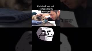 Uyutulacak Olan Kedi Son Kez Sahibiyle Vedalaşıyor