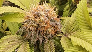 USOG 2023 🏆TrapCast Tournament Grow Off 🍒Week5 #flower 🏆Wass Happnin 👀👉🏿@TheGoodHerbPodcast 🦩