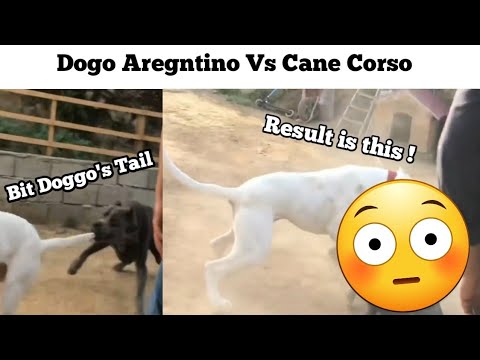 Cane Corso vs Doggo Argentino Real fight