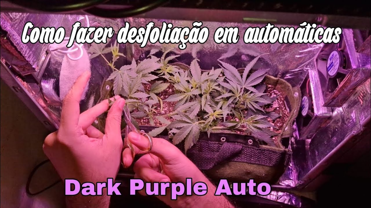 Como fazer desfoliação em Automáticas || Dark Purple Auto