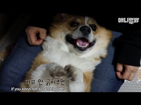 웰시코기가 너무 귀여워도 절대 줘선 안되는 것 [견종백과 웰시코기 2편]ㅣThings You Should NEVER Give To <strong>Welsh</strong> Corgis For Being Cute
