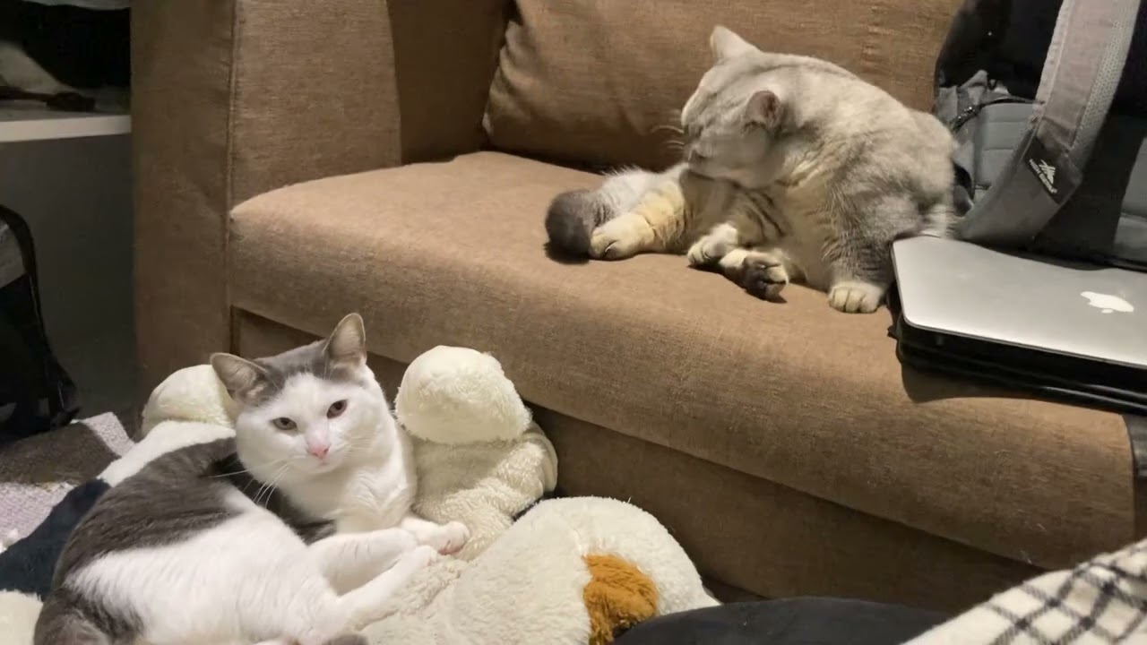 Cat-tastrophy: When Your Cats Decide They Have Better Things to Do