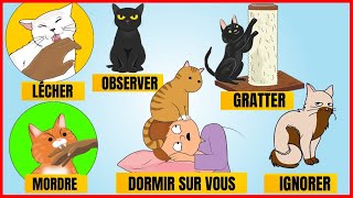 14 Comportements Les Plus Étranges Des Chats Et Leurs Significations Incroyablement Top