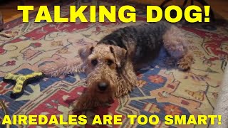 Hilarious Dog Talks Back To Owner Airedale Terriers Are Too Smart For Their Own Good