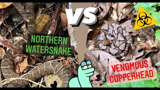 Copperhead vs Northern Watersnake: How to ID Venomous Snakes