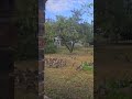 let the chickens out this morning and they had a few friends waiting for them!