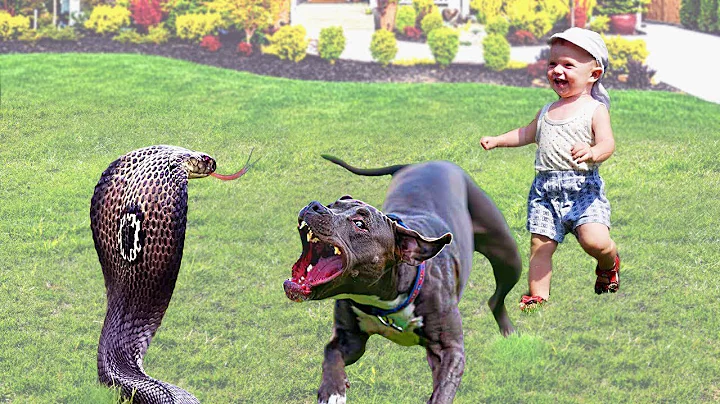 Hero Animals that Saved Human Lives | Best of 2025 !