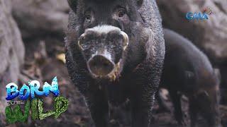 Rescuing the Philippine Warty Pig | Born to be Wild