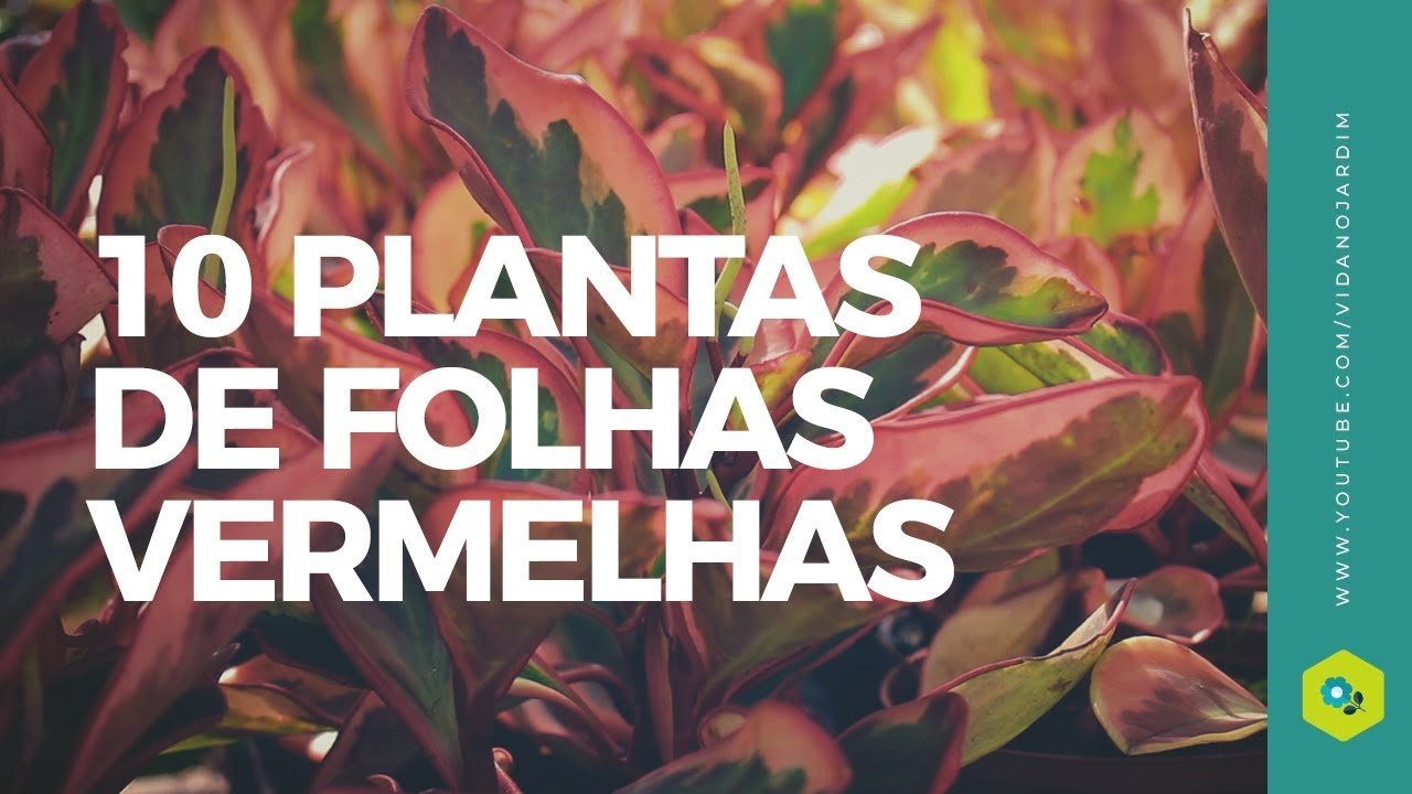 10 LINDAS PLANTAS de folhas vermelhas - thptnganamst.edu.vn